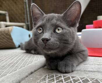 ORION (CR-SC) -  Domestic Short Hair Cat for Adoption in Sainte-angèle-de-monnoir, Quebec - ORION (CR-SC) | PetCurious