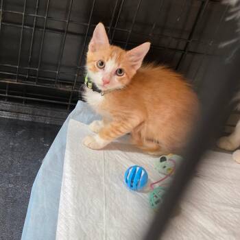 Pop -  Domestic Short Hair Cat for Adoption in Fort Worth, Texas - Pop | PetCurious