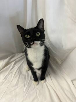 Rescue American Shorthair Cats for Adoption in Margate, Florida - JAYDEN | PetCurious