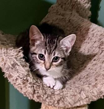Magenta -  Domestic Short Hair Cat for Adoption in Jackson, Georgia - Magenta | PetCurious