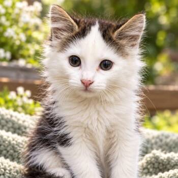 Beachnut -  Domestic Long Hair Cat for Adoption in Quincy, Ohio - Beachnut | PetCurious