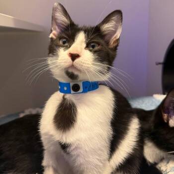 Penguin -  Domestic Short Hair Cat for Adoption in New York, New York - Penguin | PetCurious