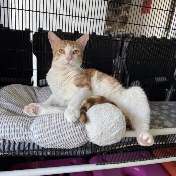 Oatmeal -  Tabby Cat for Adoption in Newport Beach, California - Oatmeal | PetCurious