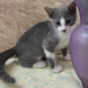 Charity -  Domestic Short Hair Cat Available for Adoption in San Antonio, Texas - Charity | PetCurious