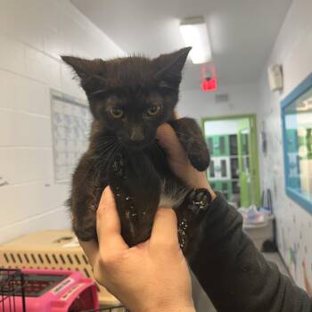 Stelle -  Domestic Short Hair Cat for Adoption in Albert Lea, Minnesota - Stelle | PetCurious