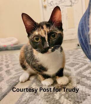 Rescue Tortoiseshell Cats for Adoption in Benicia, California - Trudy [courtesy Post] | PetCurious