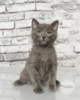 Bear -  Russian Blue Cat for Adoption in Tuscaloosa, Alabama - Bear | PetCurious