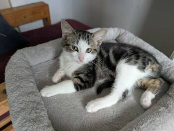 Rescue Domestic Short Hair Cats for Adoption in Shakespeare, Ontario - Dutton | PetCurious
