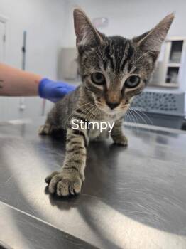 Stimpy -  Domestic Short Hair Cat for Adoption in Cambridge, Maryland - Stimpy | PetCurious