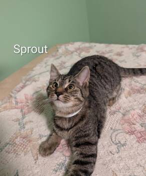 Sprout -  Domestic Short Hair Cat for Adoption in Spring Brook, New York - Sprout | PetCurious