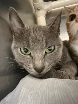 Mirth -  Domestic Short Hair Cat for Adoption in Pomona, New York - Mirth | PetCurious