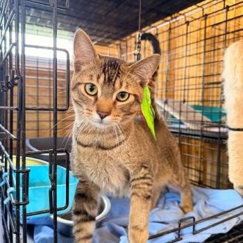 Domestic Short Hair and Abyssinian Cats Available for Adoption in Park Falls, Wisconsin - Crowley | PetCurious