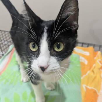 Tracy -  Domestic Short Hair Cat for Adoption in South Elgin, Illinois - Tracy | PetCurious