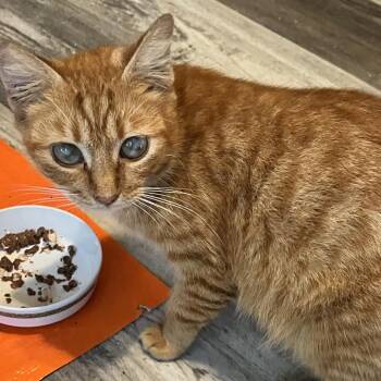 Domestic Short Hair Cats Available for Adoption - Sookie | PetCurious