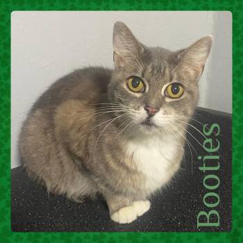 Tabby Cats Available for Adoption - BOOTIES | PetCurious