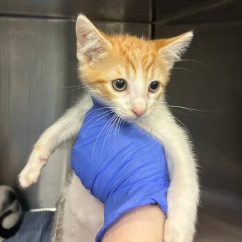 Gibbous -  Domestic Short Hair Cat for Adoption in Greensboro, North Carolina - Gibbous | PetCurious