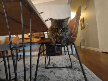 Maine Coon and Domestic Long Hair Cats Available for Adoption in Absecon, New Jersey - Kittyman Courtesy Post | PetCurious