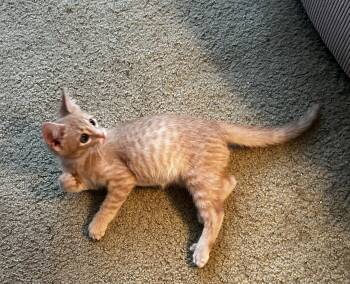 Betty -  American Shorthair Cat for Adoption in Meeker, Oklahoma - Betty | PetCurious