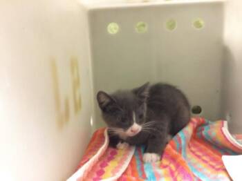 SABBIE -  Domestic Short Hair Cat for Adoption in Riverside, California - SABBIE | PetCurious