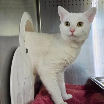 Tucker -  Domestic Short Hair Cat for Adoption in Asheville, North Carolina - Tucker | PetCurious