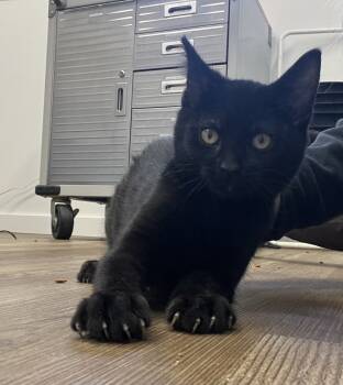 Rescue Domestic Short Hair Cats for Adoption in Salmon, Idaho - Marrgie | PetCurious