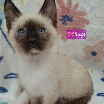Sugi -  Siamese and Domestic Short Hair Cat for Adoption in Yorba Linda, California - Sugi | PetCurious