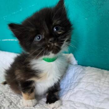 Domestic Short Hair Cats Available for Adoption in Jefferson City, Tennessee - Diana Prince | PetCurious