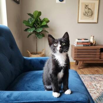 Felix -  Domestic Short Hair Cat for Adoption in Allen, Texas - Felix | PetCurious