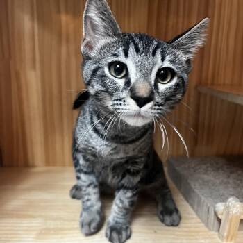 Rocket -  Domestic Short Hair Cat for Adoption in Yucca Valley, California - Rocket | PetCurious
