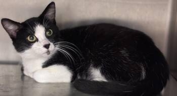Giuseppe -  Tuxedo Cat for Adoption in Sandusky, Michigan - Giuseppe | PetCurious