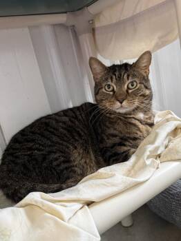 Muffin -  Domestic Short Hair Cat for Adoption in Hartford City, Indiana - Muffin | PetCurious