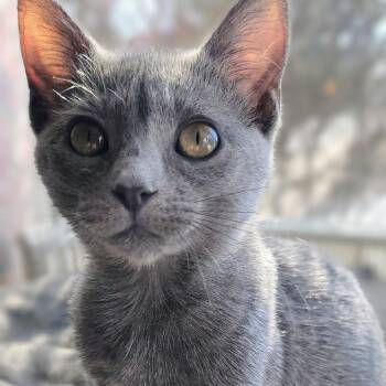 Domestic Short Hair Cats Available for Adoption - Ethyl | PetCurious