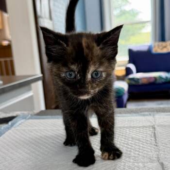 Eclipse Lansberry -  Domestic Short Hair Cat for Adoption in Woodstock, Virginia - Eclipse Lansberry | PetCurious