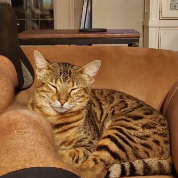Ali -  Bengal Cat for Adoption in The Villages, Florida - Ali | PetCurious