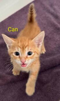 Can -  Domestic Short Hair Cat for Adoption in San Jacinto, California - Can | PetCurious