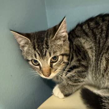 Rescue Domestic Short Hair Cats for Adoption in Chattanooga, Tennessee - Hex | PetCurious