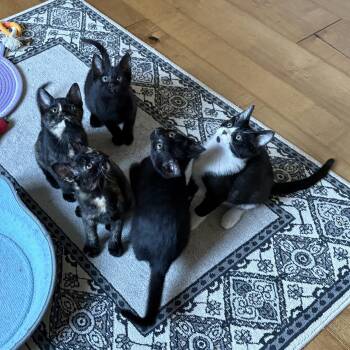 Domestic Short Hair Cats Available for Adoption in Stockton, California - Wednesday Crew Coming Soon  | PetCurious