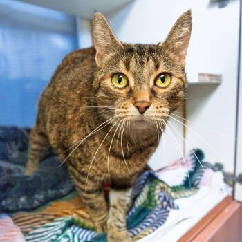 Domestic Short Hair Cats Available for Adoption in South Elgin, Illinois - Sid | PetCurious