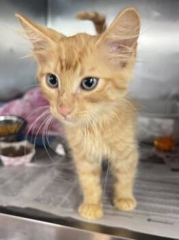 Fizzgig -  Domestic Short Hair Cat for Adoption in Houston, Texas - Fizzgig | PetCurious