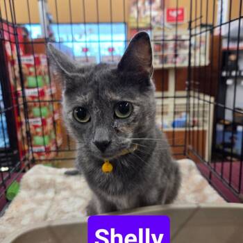Shelly (formerly April) -  Domestic Short Hair Cat for Adoption in Buffalo, New York - Shelly (formerly April) | PetCurious