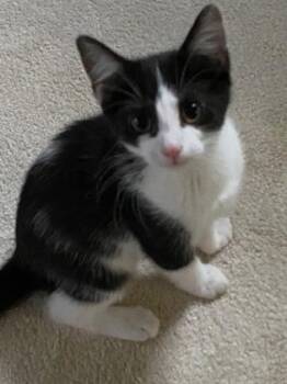 Evanston -  Domestic Short Hair Cat for Adoption in Cincinnati, Ohio - Evanston | PetCurious