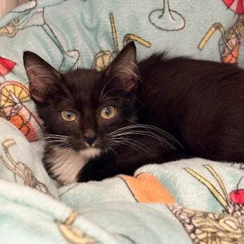 Viserys -  Domestic Short Hair Cat for Adoption in West Palm Beach, Florida - Viserys | PetCurious