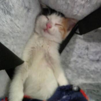 Suzie -  Domestic Short Hair Cat for Adoption in Austin, Texas - Suzie | PetCurious
