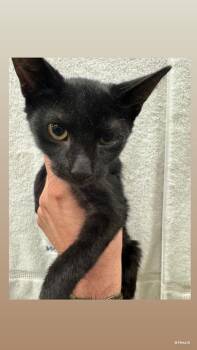 Brodie -  Domestic Short Hair Cat for Adoption in Honolulu, Hawaii - Brodie | PetCurious