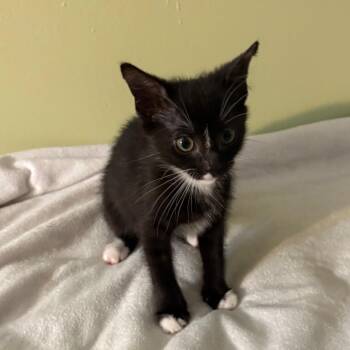 Ant Tenna -  Domestic Short Hair Cat for Adoption in Matteson, Illinois - Ant Tenna | PetCurious