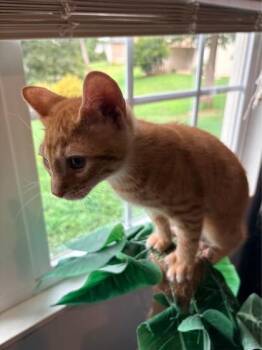 Marmalade $75 fostered -  Domestic Short Hair Cat for Adoption in Seneca, South Carolina - Marmalade $75 Fostered | PetCurious