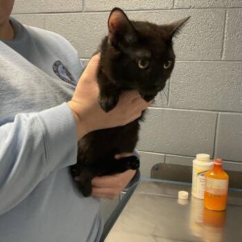 Domestic Short Hair Cats Available for Adoption - Shadow | PetCurious