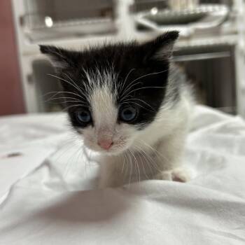 Domestic Short Hair Cats Available for Adoption in Branson, Missouri - Sabrina Clawpenter | PetCurious