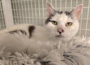 Breezy -  Domestic Medium Hair Cat for Adoption in Vancouver, Washington - Breezy | PetCurious