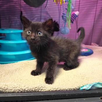 Domestic Short Hair Cats Available for Adoption in New Orleans, Louisiana - Mervin | PetCurious